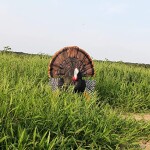 MOJO Scoot-N-Shoot MAX Tom Turkey Hunting Decoy with Realistic Fan